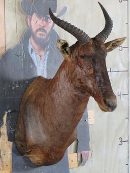 Tsessebe Sh Mt TAXIDERMY