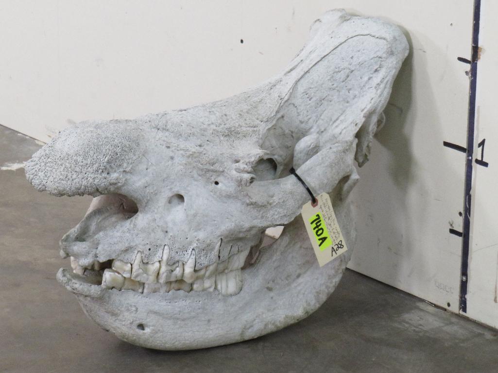 Very Rare Nice Complete Rhino Skull w/Wired Jaw & All Teeth *TX RES ONLY* TAXIDERMY