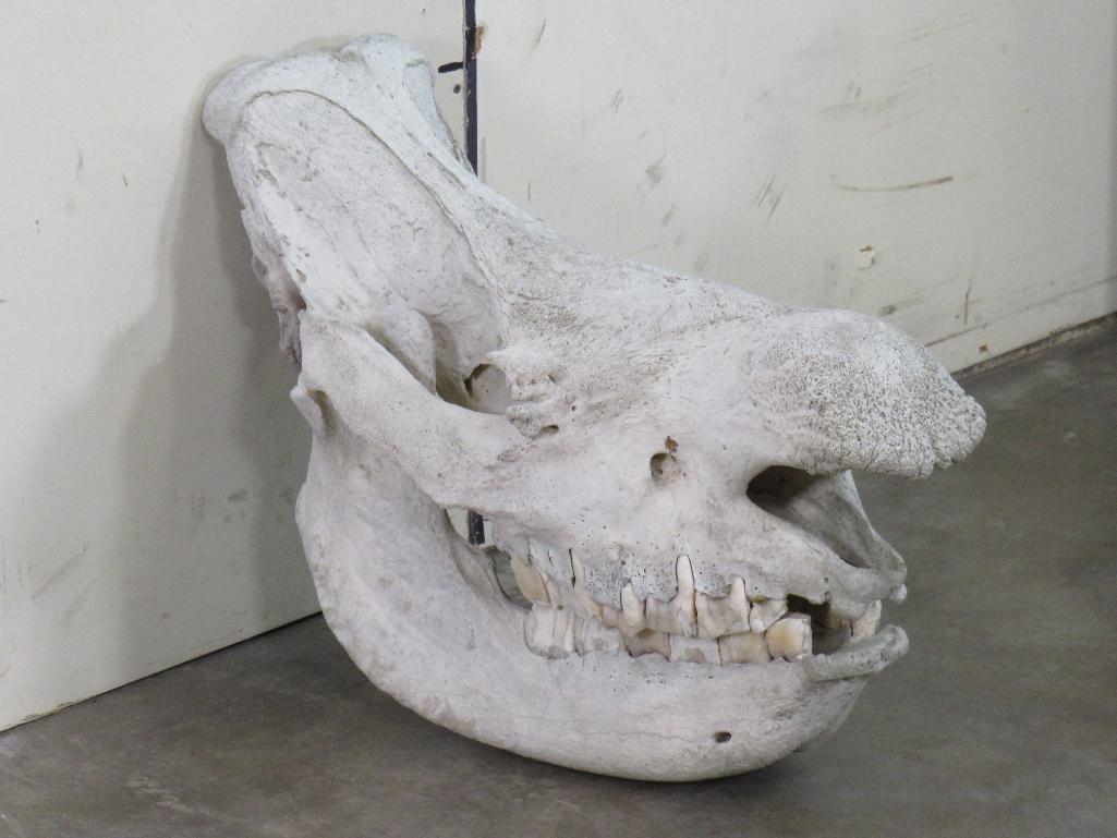 Very Rare Nice Complete Rhino Skull w/Wired Jaw & All Teeth *TX RES ONLY* TAXIDERMY