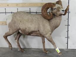 Nice Lifesize Desert Sheep w/Huge Repro Horns *No base TAXIDERMY