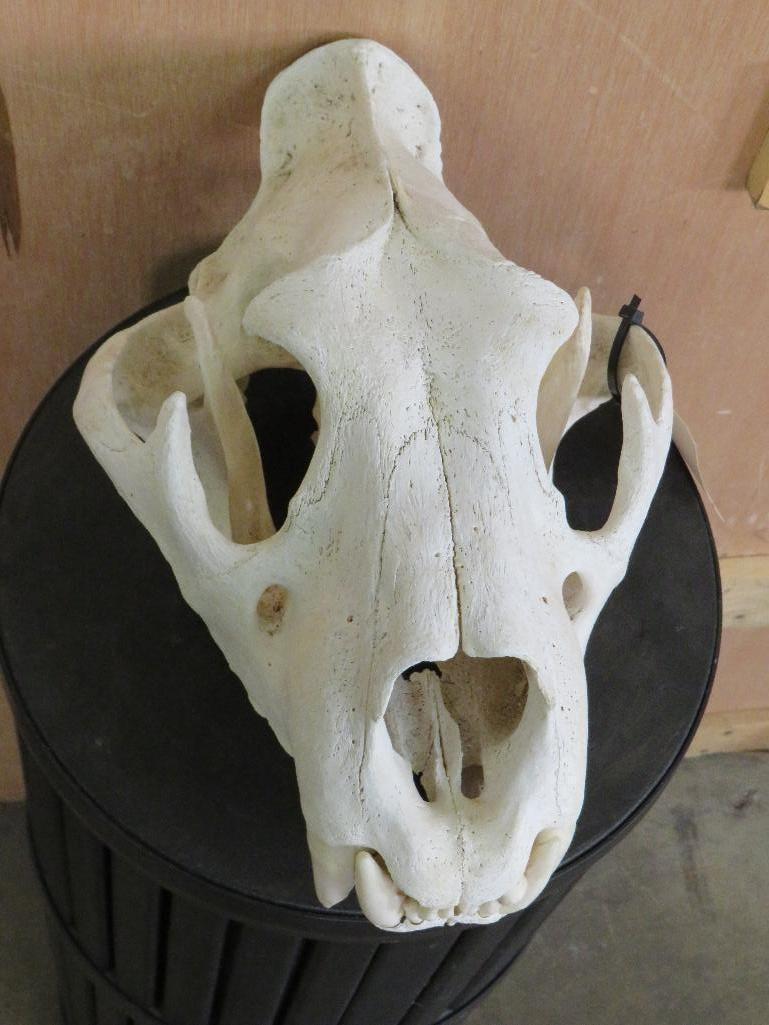 Lion Skull *TX RESIDENTS ONLY* TAXIDERMY