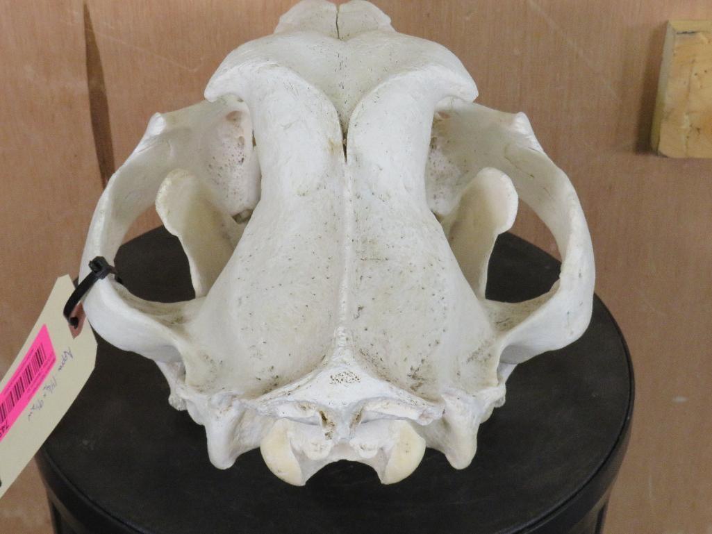 Lion Skull *TX RESIDENTS ONLY* TAXIDERMY