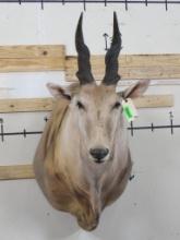 Eland Sh Mt TAXIDERMY