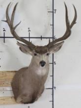 Mule Deer Sh Mt w/32" Spread TAXIDERMY