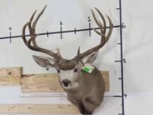 12 Pt Mule Deer Sh Mt 28 1/2" Spread TAXIDERMY