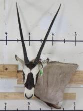 Gemsbok Sh Mt w/Removable Horns TAXIDERMY