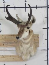 Pronghorn Sh Mt TAXIDERMY