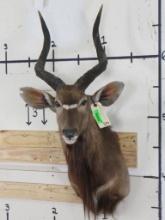 Nyala Sh Mt w/Removable Horns & Right Ear has Repairs TAXIDERMY