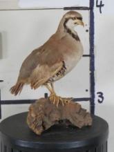 Lifesize Rock Partridge on Natural Wood Base, Bird Mount TAXIDERMY