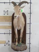 1/2 Body Aoudad TAXIDERMY