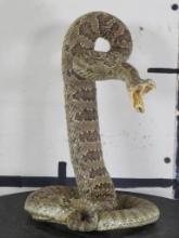 New Lifesize Striking Prairie Rattlesnake TAXIDERMY