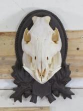 Nice Hog Skull on Plaque TAXIDERMY