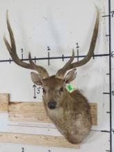 Rusa Deer Sh Mt TAXIDERMY