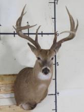 13 Pt Whitetail Sh Mt w/22 1/2" Spread TAXIDERMY