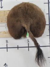 Buffalo Butt Mt TAXIDERMY