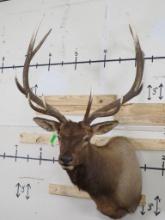 Nice/Newer Elk Sh Mt TAXIDERMY