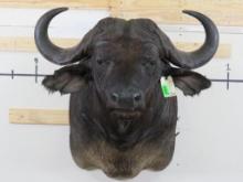 Nice/BIG Cape Buffalo Sh Mt TAXIDERMY