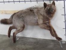 Very Nice Lifesize Male Running Wolf on Big Bolt, Beautiful Mount, High Quality TAXIDERMY