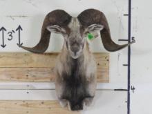 Corsican Sheep Sh Mt TAXIDERMY