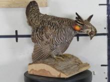 Very Nice Lifesize Heath Hen Bird on Natural Wood Base TAXIDERMY