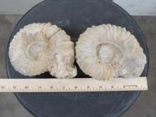 2 Ammonite Fossils, from Morocco (ONE$) ROCKS&MINERALS