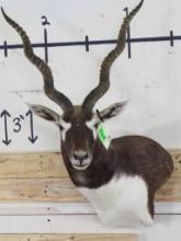 Blackbuck Wall Pedestal TAXIDERMY