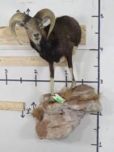 Older 1/2 Body Mouflon Mt -dusty, pretty rough TAXIDERMY