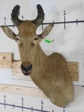 20th Century Lichtenstein Hartebeest Sh Mt TAXIDERMY