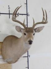 10pt Whitetail Sh Mt TAXIDERMY