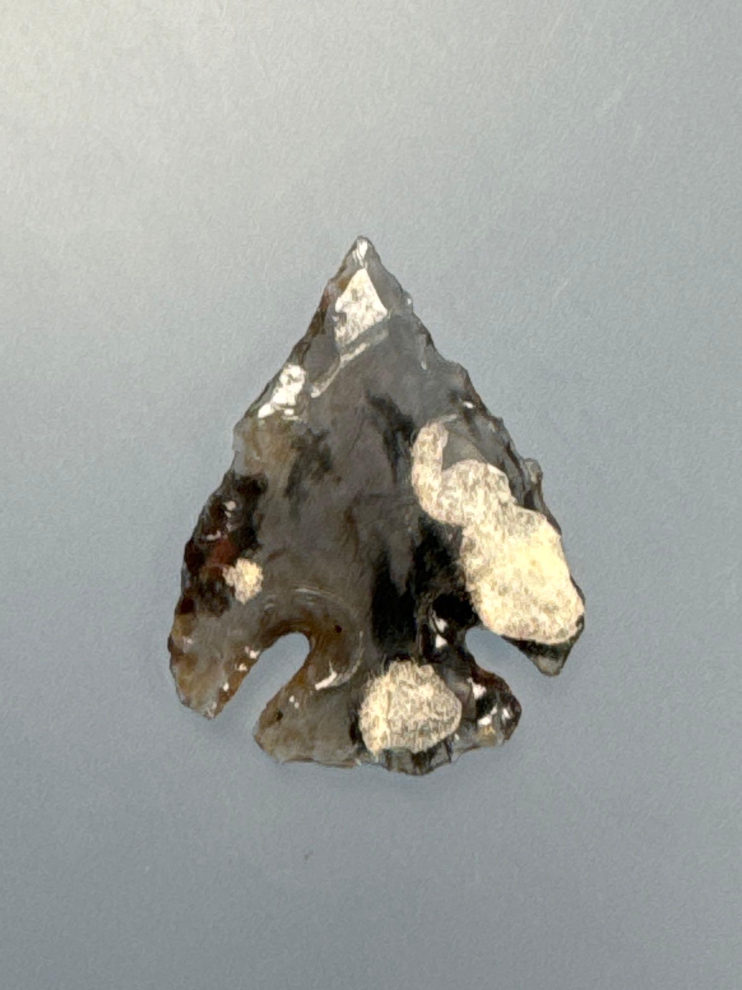 Impressive 1" Gem Quality Corner Notch Point, Found by Bob Ashlock in 1950's in Wasco Co., Oregon, E