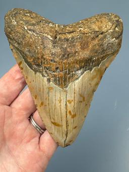 Large 4 7/8" Megalodon Shark Tooth, Nice Condition Overall