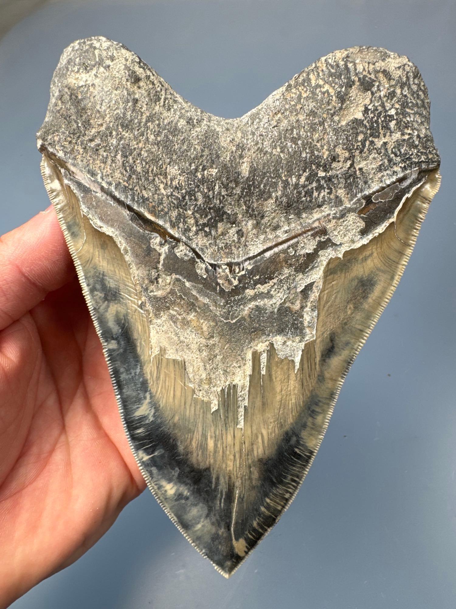 HUGE 5 7/8" Megalodon, Deep Blues, Gray Coloration, Nice Serrations, One of the Better Examples!