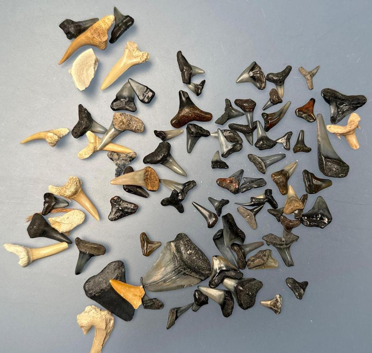 Lot of Shark Teeth, Megalodon, Nice Assortment, Longest is 1 1/8"