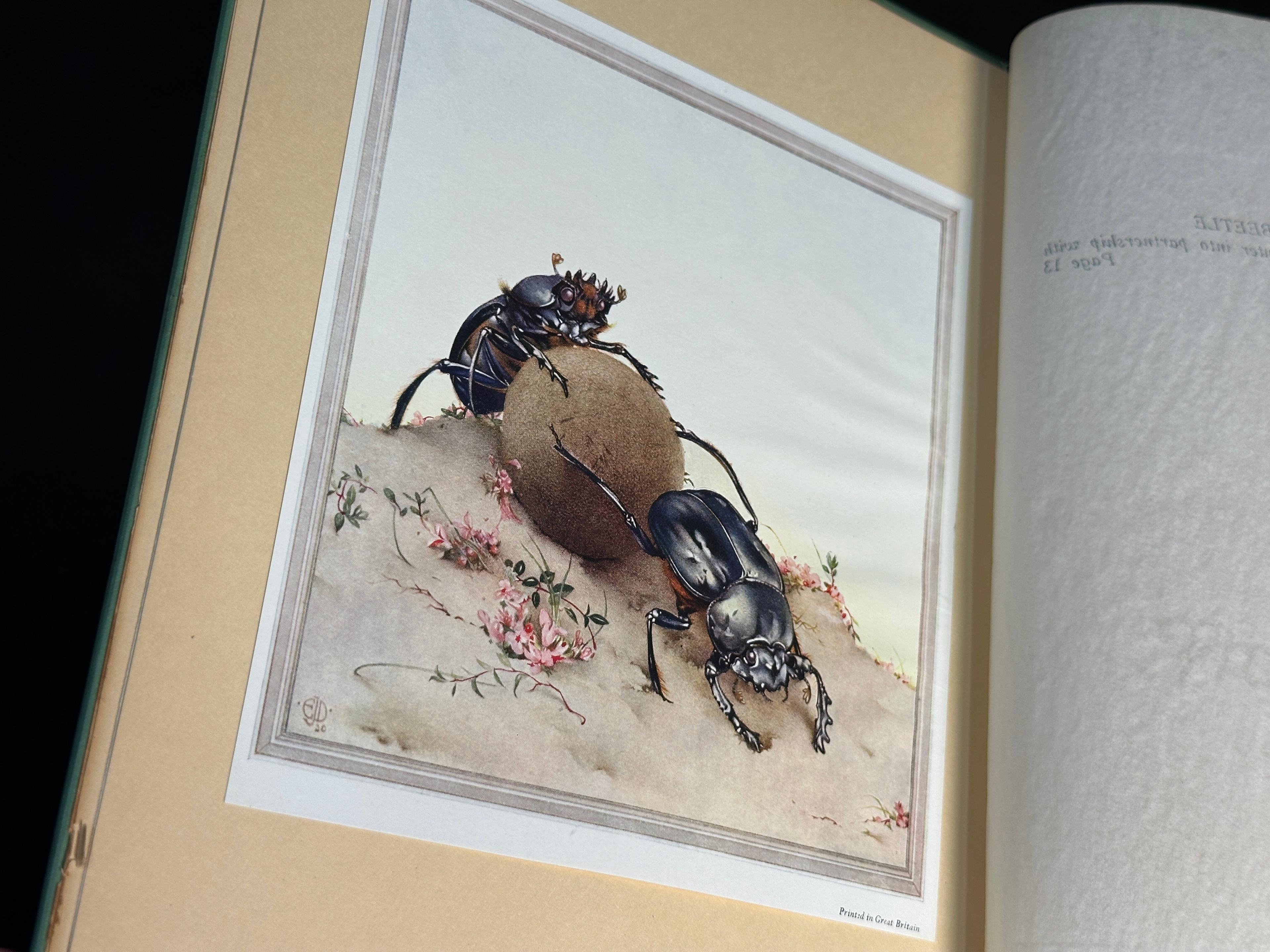 "Fabre's Book of Insects" Illustrated by Detmold