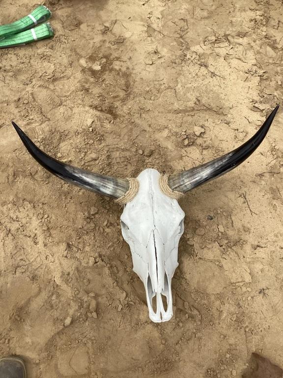 BULL SKULL WITH HORNS