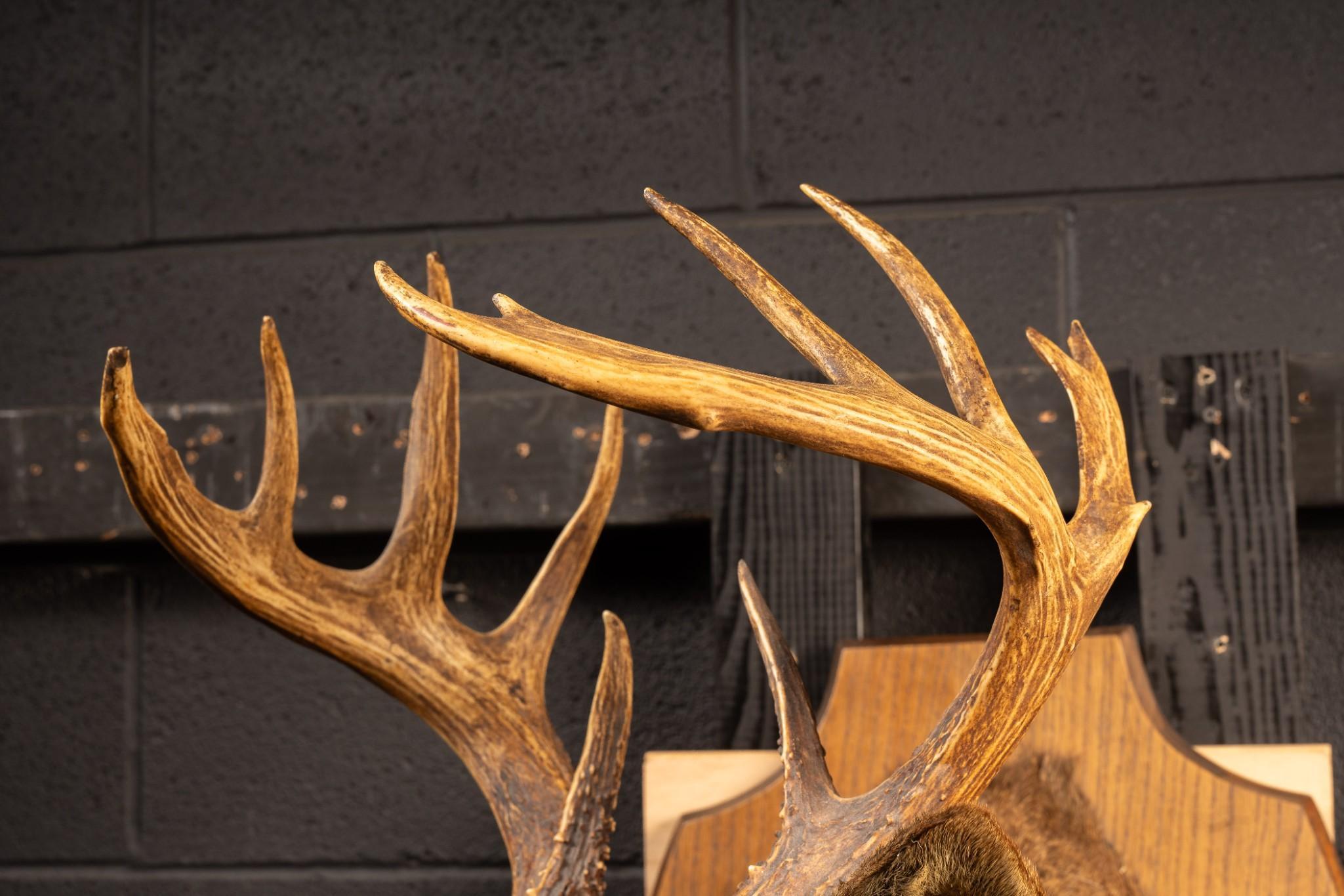 12 Point Buck Deer Trophy