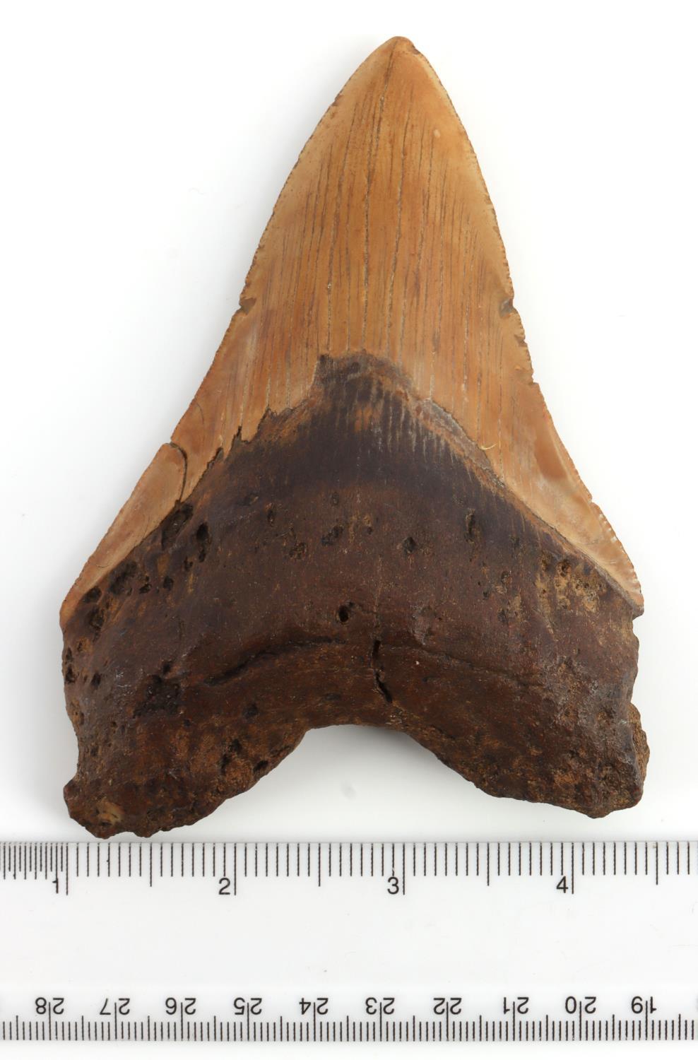 MEGALODON SHARK TOOTH MARINE FOSSIL