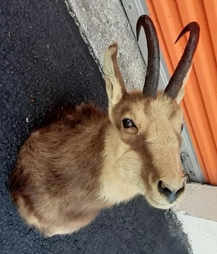 Deer's Head Taxidermy