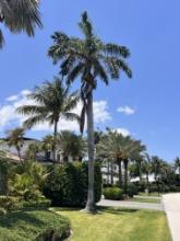 Large Palm Tree in Front of Home