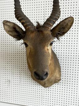 African Puku Taxidermy Wall Mount