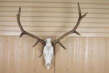 Elk Skull & Antlers