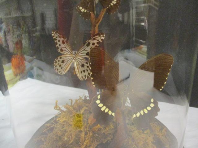 Authentic White Admirals Butterfly Taxidermy in Display Case