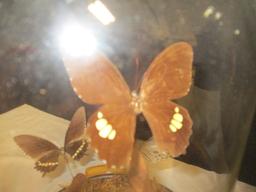 Authentic White Admirals Butterfly Taxidermy in Display Case