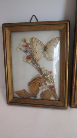 Three Vintage Framed Convex Glass Taxidermy Butterflies