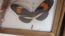 Three Vintage Framed Convex Glass Taxidermy Butterflies