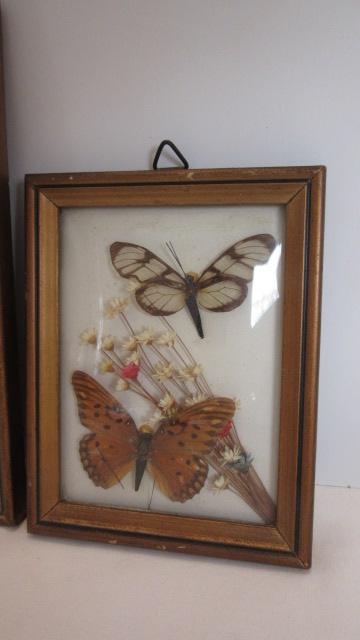 Three Vintage Framed Convex Glass Taxidermy Butterflies