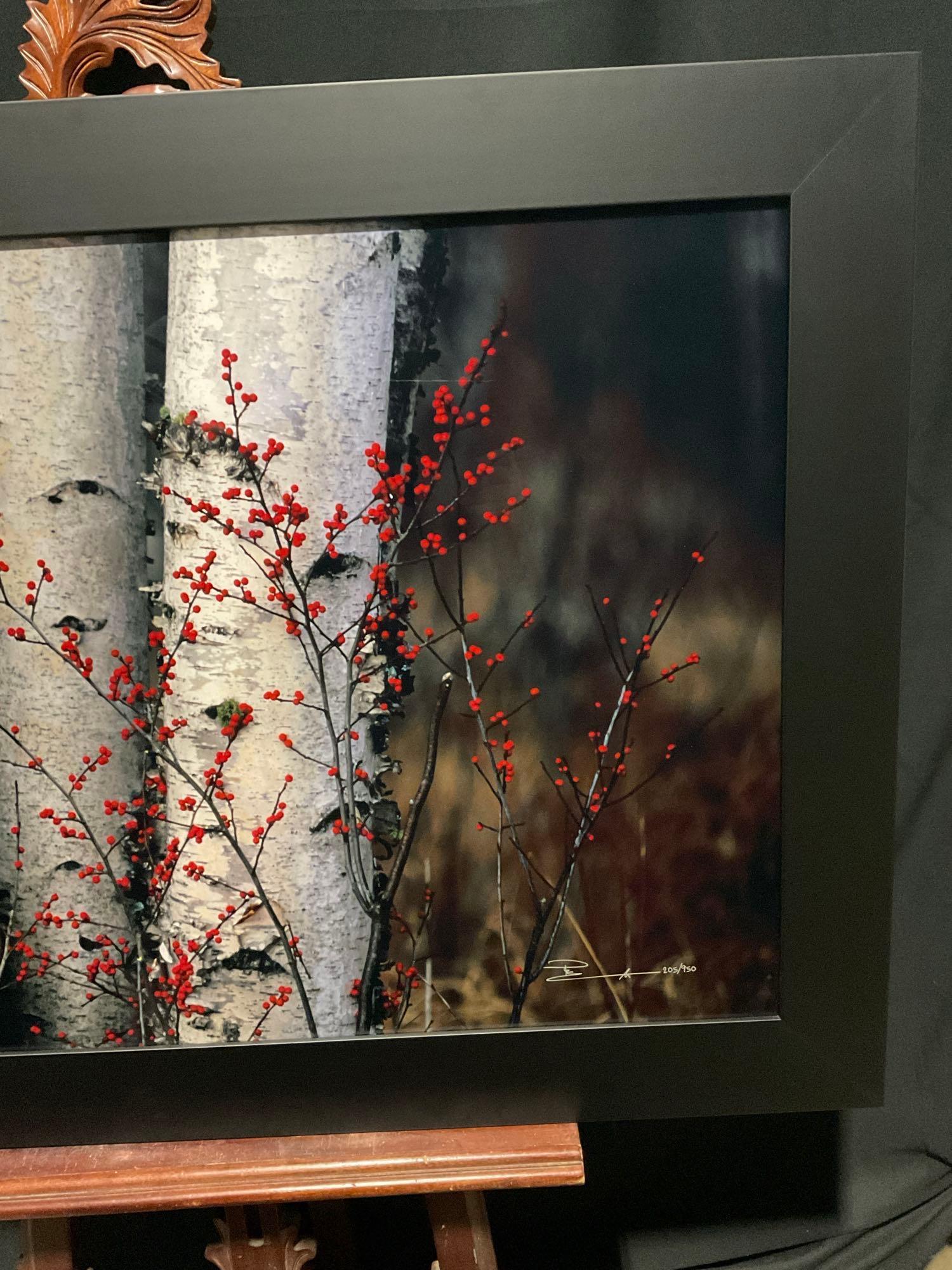 Framed High End LE 205/950 titled Silver Birches by Famed Photographer Peter Lik w/ COA