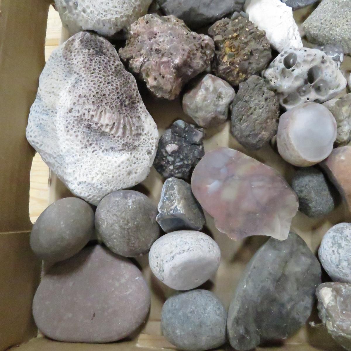 20 pounds mixed rocks, fossils, minerals