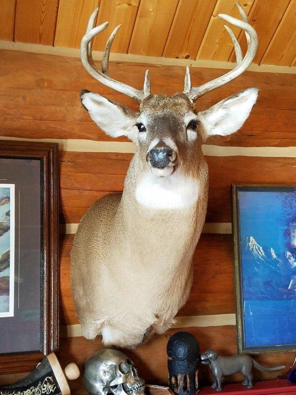 Whitetail Large 8pt Buck Mount