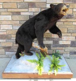 Vintage Full Body Black Bear Taxidermy Mount- Standing